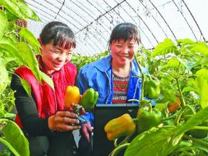 送不出去的&ldquo;扶贫黄瓜&rdquo;