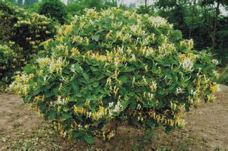 郑城镇助推金银花特色产业发展