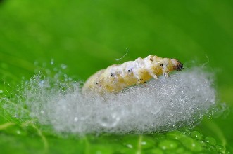 广西出台我国首部蚕种管理条例保障300万蚕农权益