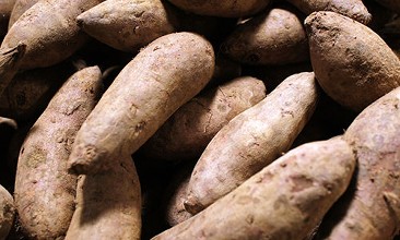 鲜食甘薯好吃好看又好卖