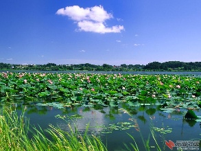 &ldquo;仙桃苑&rdquo;里添仙果