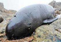 国家级江豚保护区遭破坏 农民无视禁令闯入开垦