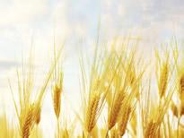小麦品种 除了&ldquo;多打粮&rdquo;更要&ldquo;打好粮&rdquo;