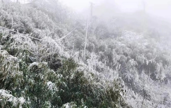 将沉默用于呼喊 - 写在小说集《甜田的藤》出版之际