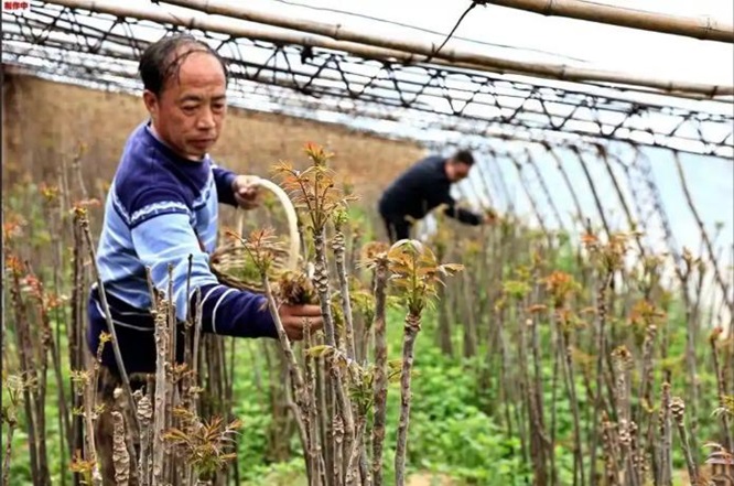 石家庄特色农业&ldquo;智&rdquo;变：智能大棚香椿直供京津，科技赋能亩产翻番