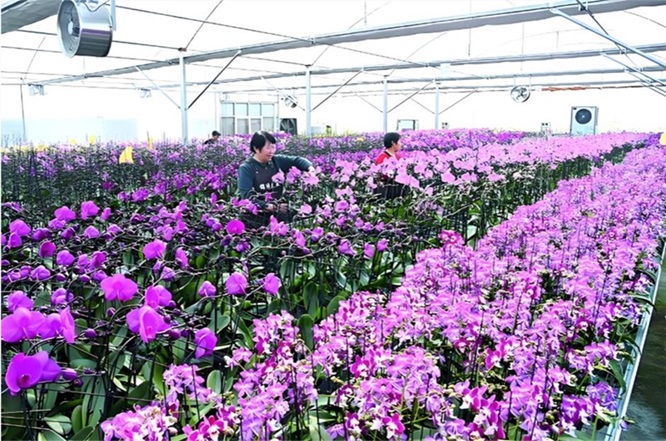 石家庄特色农业&ldquo;智&rdquo;变：智能大棚香椿直供京津，科技赋能亩产翻番