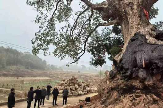 汨罗创新古树救治模式 14株濒危古树&ldquo;转危为安&rdquo;获新生