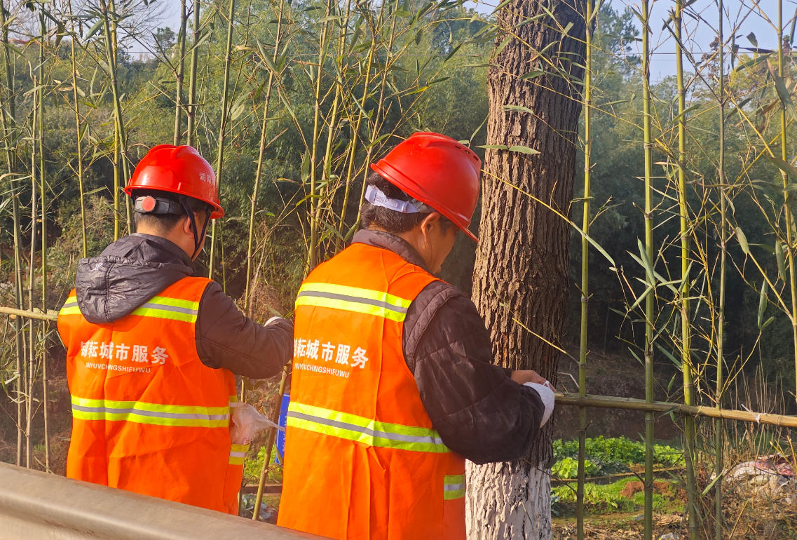 新春走基层 | 绿动新春 扮靓株洲 - 锦耘公司节前道路绿化景观提质攻坚