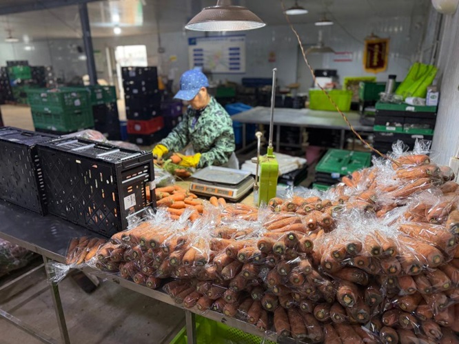 新春走基层 | 小村庄长出&ldquo;都市菜篮&rdquo;