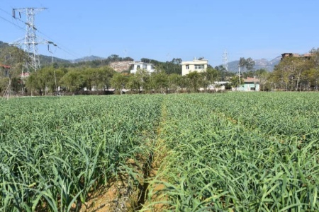 漳州沙建镇：深耕高颜值农产品培育 让&ldquo;凌波仙子&rdquo;变&ldquo;产业明星&rdquo;