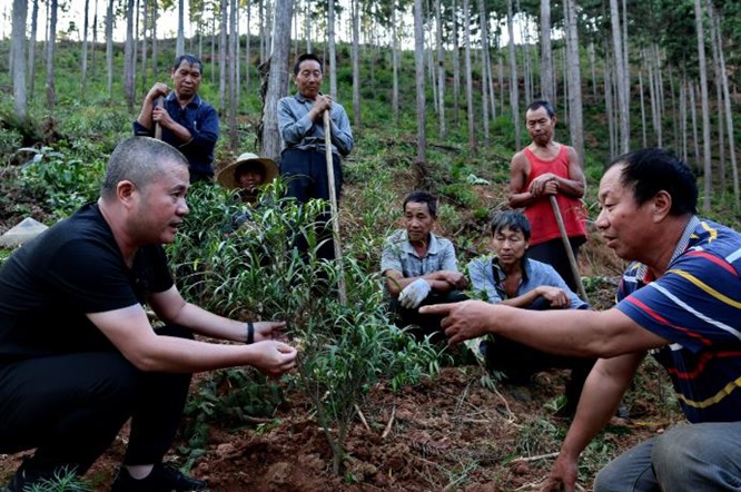福建&ldquo;林下经济十二条&rdquo;：当森林遇上AI，千亿产业的新算法