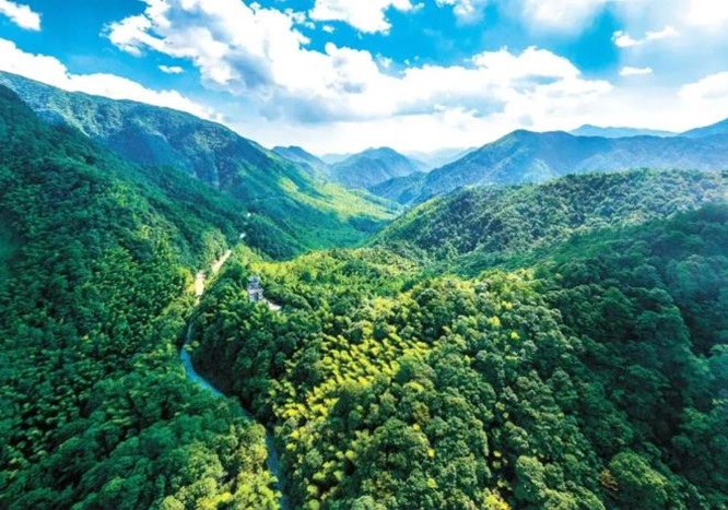 福建&ldquo;林下经济十二条&rdquo;：当森林遇上AI，千亿产业的新算法