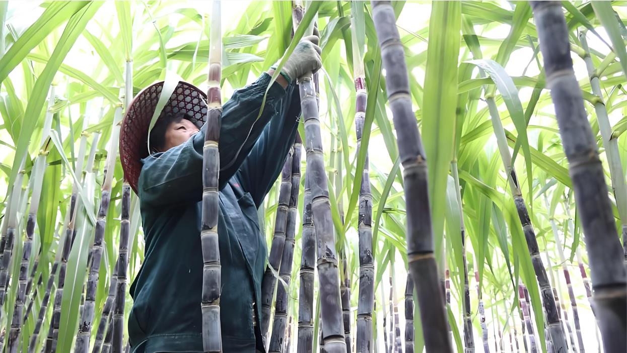 从&ldquo;靠天吃饭&rdquo;到&ldquo;凭AI种蔗&rdquo;：广西来宾用&ldquo;数智&rdquo;为甘蔗产业&ldquo;榨出&rdquo;160亿