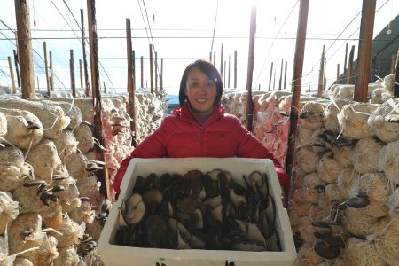 齊齊哈爾繁榮農(nóng)場(chǎng)平菇搶&ldquo;鮮&rdquo;上市產(chǎn)銷兩旺