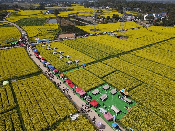 湖南攸县油菜花节：花海&ldquo;流金&rdquo;变&ldquo;真金&rdquo;