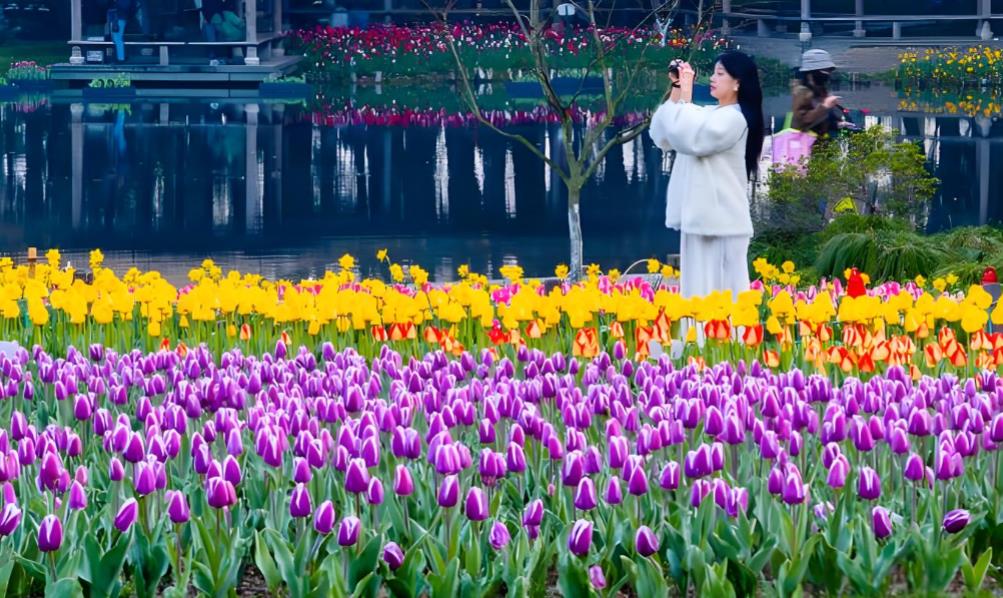 杭州：数字赋能赏花期 潮玩解锁新春光