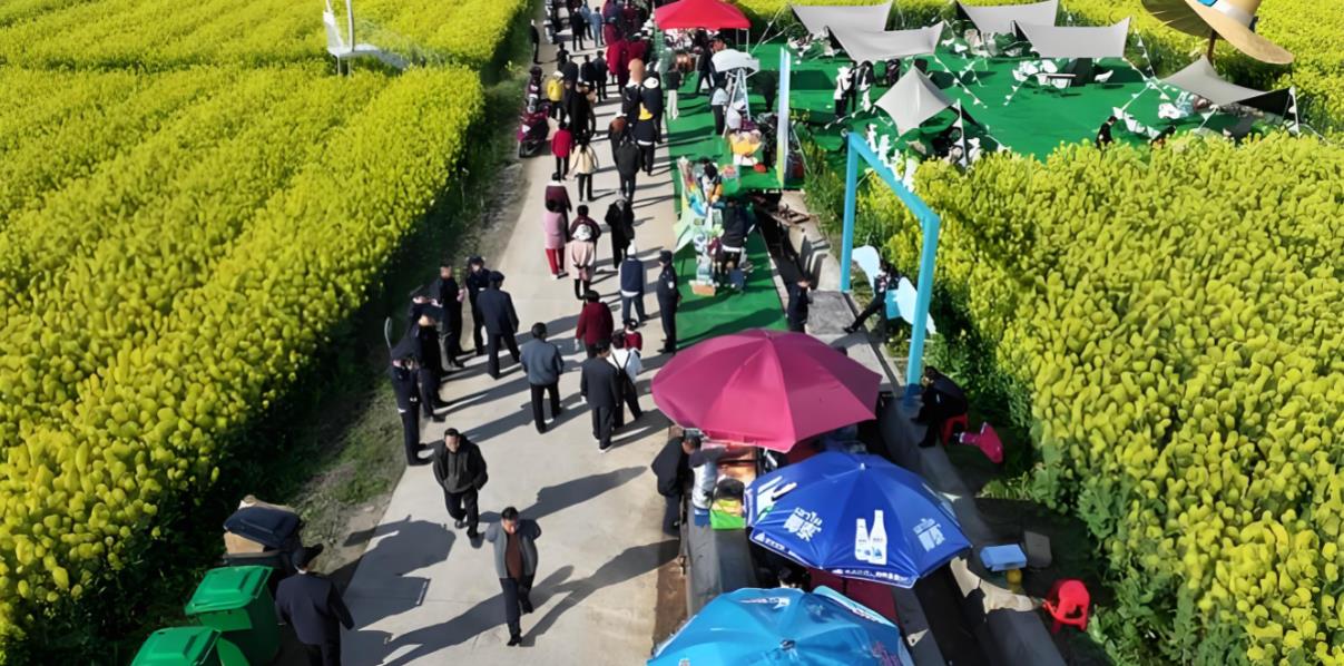 湖南攸县油菜花节：花海&ldquo;流金&rdquo;变&ldquo;真金&rdquo;