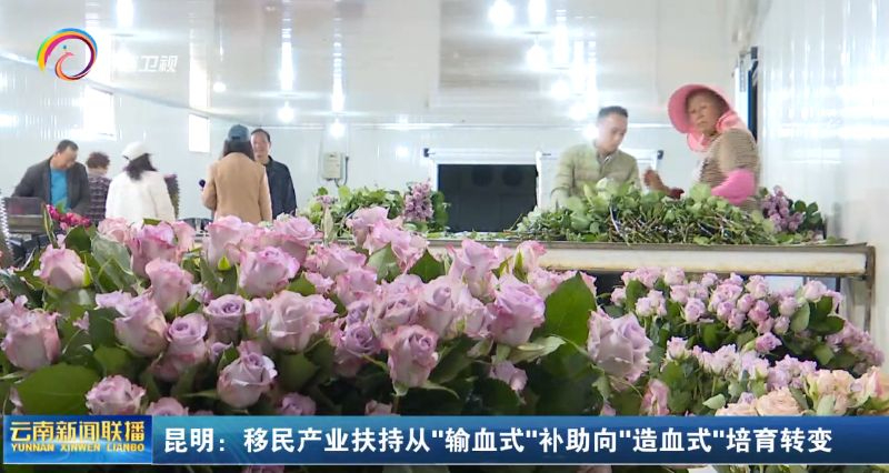 昆明：移民产业扶持从 "输血式"补助向"造血式"培育转变