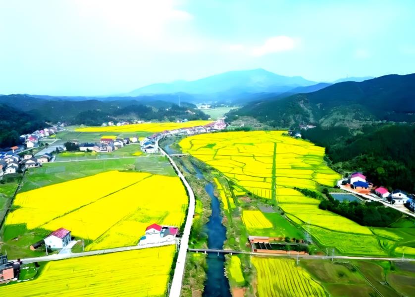 湖南攸县油菜花节：花海&ldquo;流金&rdquo;变&ldquo;真金&rdquo;