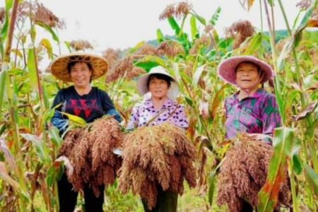 福建永定：红高粱铺就振兴路 三产融合绘就新画卷