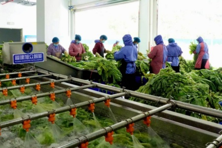 福建永定：百年客家菜干守味提质 标准化生产赋能传统风味