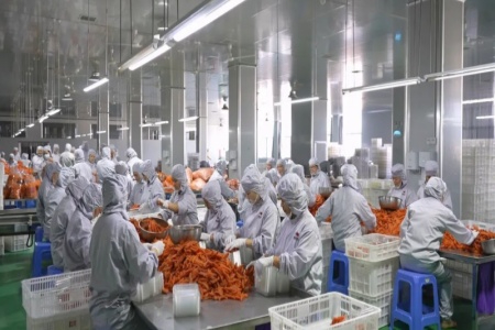 福建连城：一根地瓜&ldquo;链&rdquo;起万名宝妈创业致富路