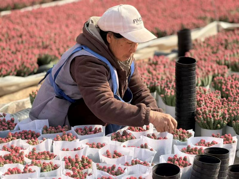 云南禄劝：一株&ldquo;小萌物&rdquo;串出千万好&ldquo;钱景&rdquo;