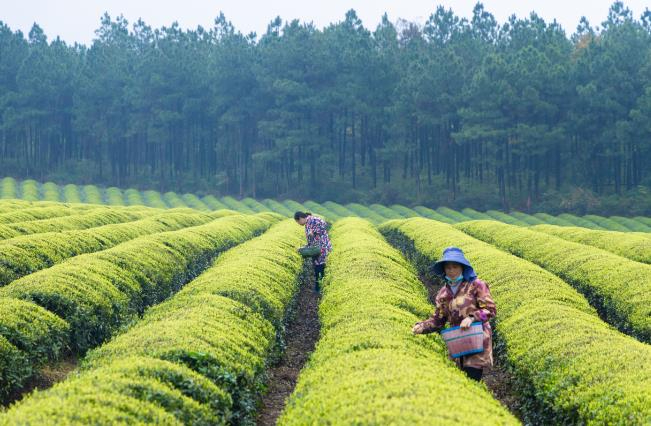 中国文化报丨高质量发展看中国走进江西吉安武功山：赋能乡村振兴的&ldquo;红绿金&rdquo;密码