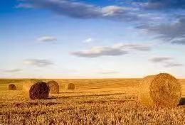 畅通产销 赋能海南芒果产业升级 2026年海南芒果产销对接活动圆满举办