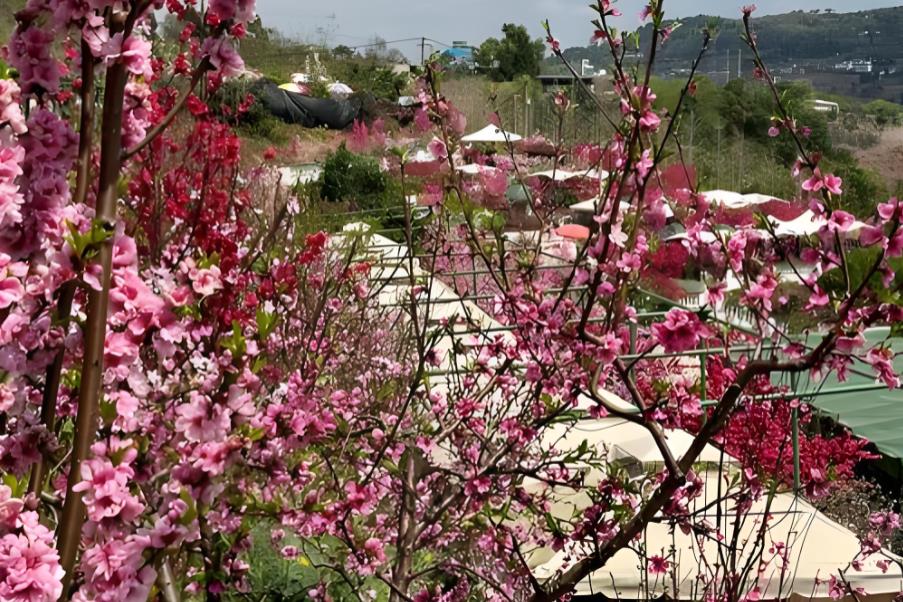 昆仑山下杏花如海 喀什&ldquo;赏花+&rdquo;解锁春季文旅新范式