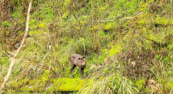 毛冠鹿&ldquo;打卡&rdquo;会同县城北学校 师生共上生态保护课
