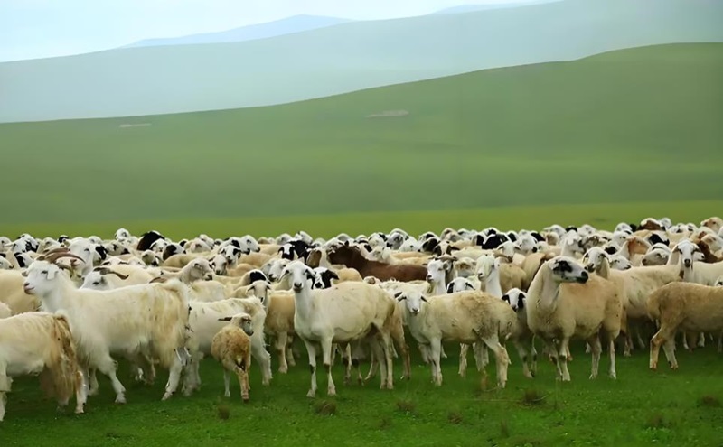 每5斤羊肉1斤产自这里：内蒙古带着&ldquo;粮仓肉库奶罐&rdquo;走进自贸试验区