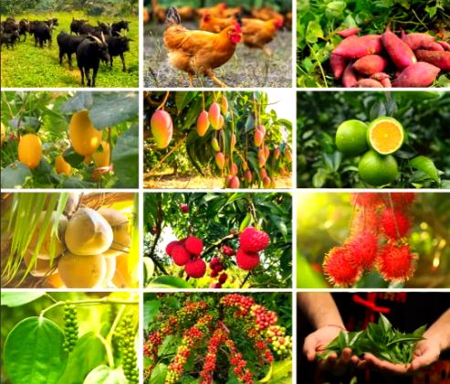 嚴(yán)選瓊島好物 筑牢品質(zhì)防線 海南好產(chǎn)品供應(yīng)鏈公司打造自貿(mào)港農(nóng)產(chǎn)品供應(yīng)標(biāo)桿