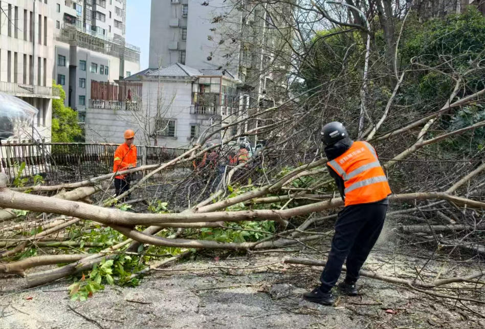 持續(xù)降雨致樹木倒伏 株洲錦耘園林快速排險保暢通