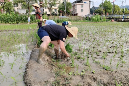 龙岩永定：老兵助耕忙 田间践初心