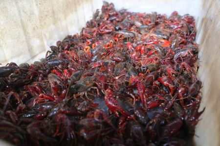 哈拉海农场：小龙虾苗俏销，特色种养添活力