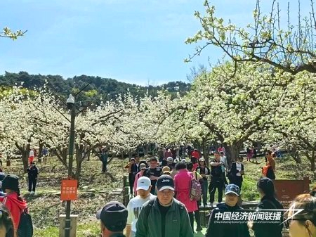 2026鞍山&ldquo;最嗨&rdquo;梨花节25日将精彩上演