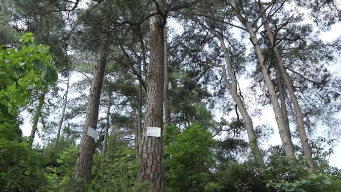 邵東靈官殿發(fā)現三處古樹群：190余棵古樟參天成景，百年松林訴說茶馬往事