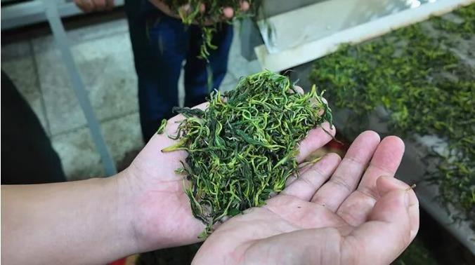 一片&ldquo;金葉子&rdquo;的富民路 - 岳陽桃林鎮(zhèn)春茶采摘見聞