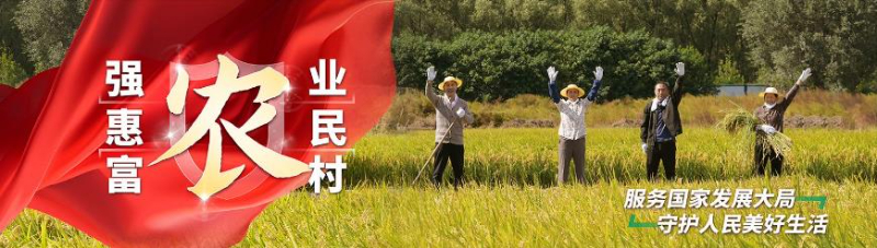 暴雨內(nèi)澇油菜倒伏 種植業(yè)保險快速理賠為農(nóng)戶&ldquo;托底&rdquo;