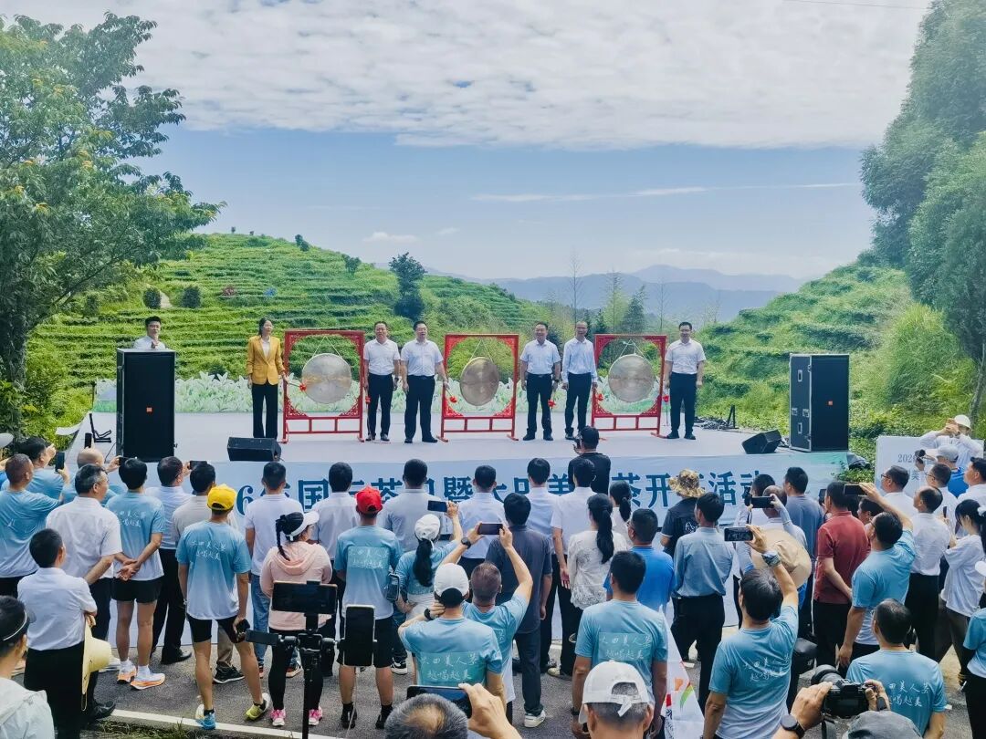 福建大田第六届美人茶开茶，千年茶乡开新芽