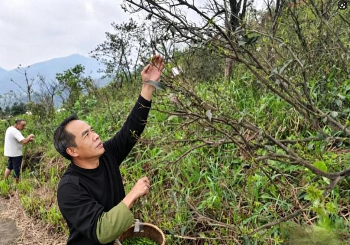 打破千年制茶定论：黄永平与高海拔古树熟茶的突围之路