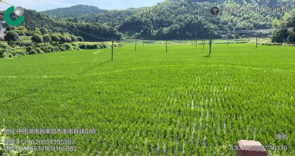 无人机"飞"进稻田 保险"稳"住粮仓 - 湖南衡南推进水稻保险全流程服务