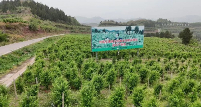美丽金银花持续为乡村振兴注入勃勃生机