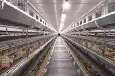 欧中食品设定2030年目标：实现100%非笼养蛋品采购
