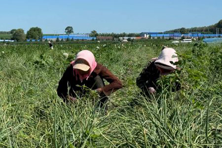 黑龙江依安县：特色种植拓宽村民增收路