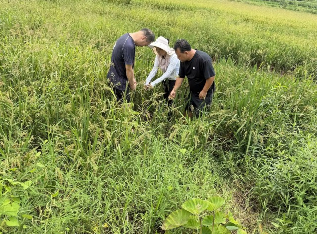 靠前服务筑防线 田间护粮保丰收 - 国寿财险衡阳县支公司开展水稻防灾减损专项行动