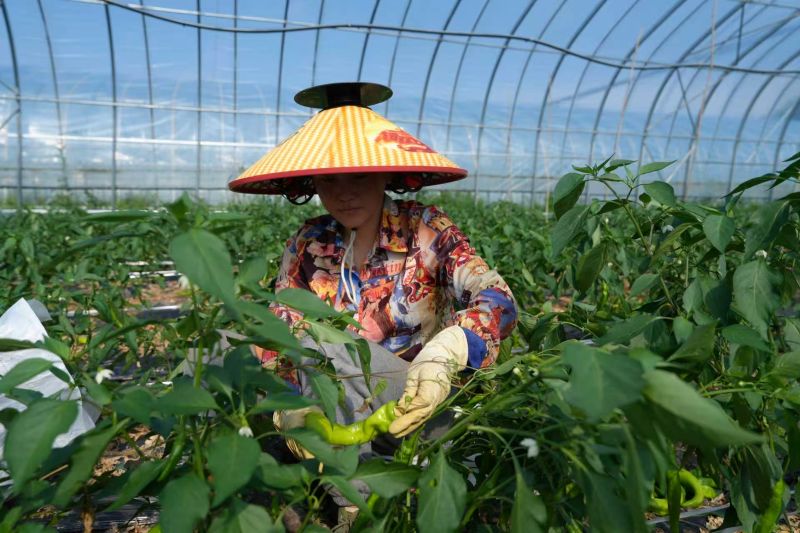 北大荒集团齐齐哈尔查哈阳农场激活闲置资源催生&ldquo;热效益&rdquo;