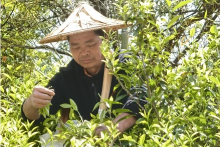福建永定退役军人江象仰扎根茶乡 实干铺就共富路