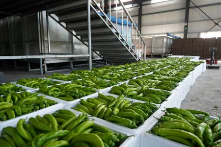 北大荒集团齐齐哈尔查哈阳农场激活闲置资源催生&ldquo;热效益&rdquo;